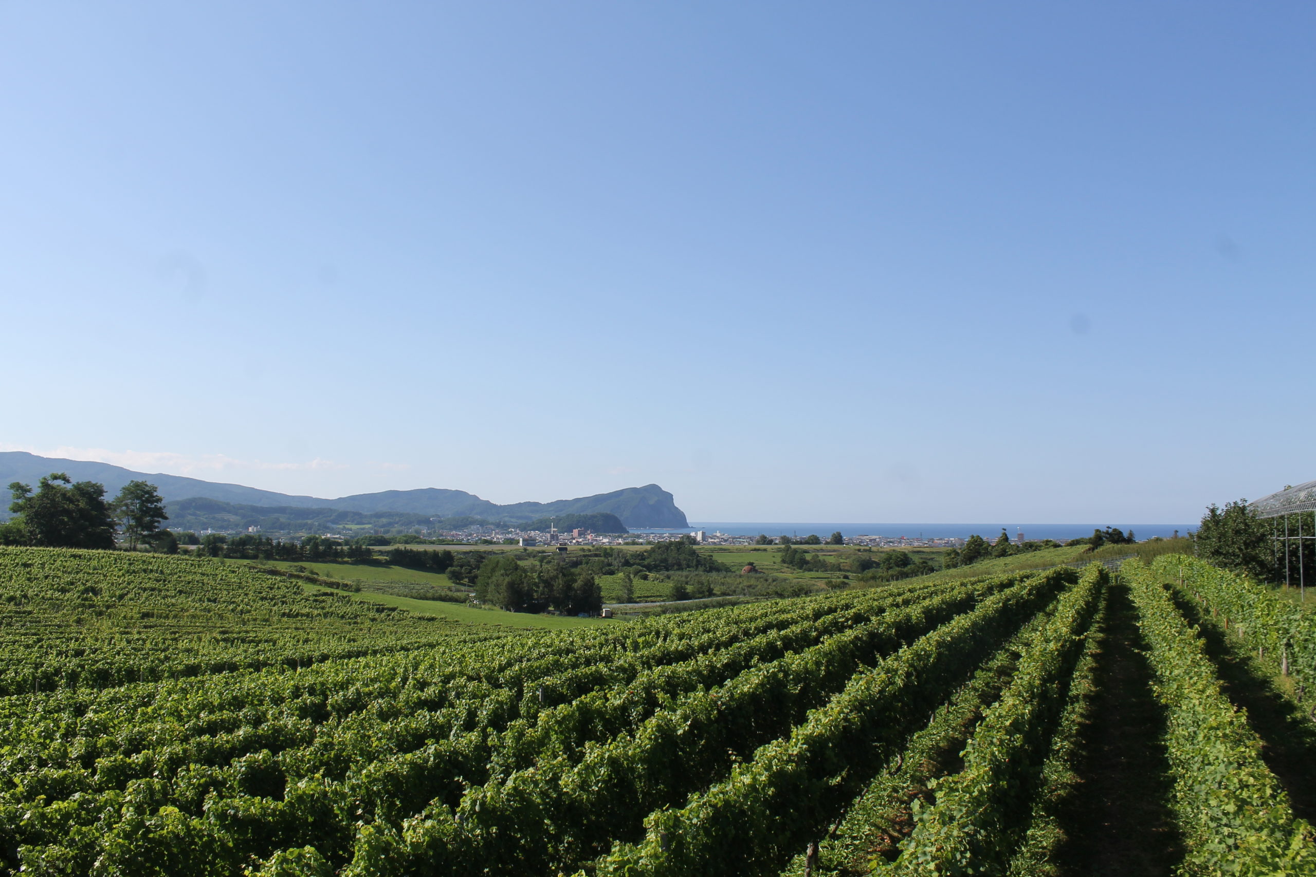 青空の下に広がる緑のワインぶどう畑。遠くにシリパ岬が見える写真