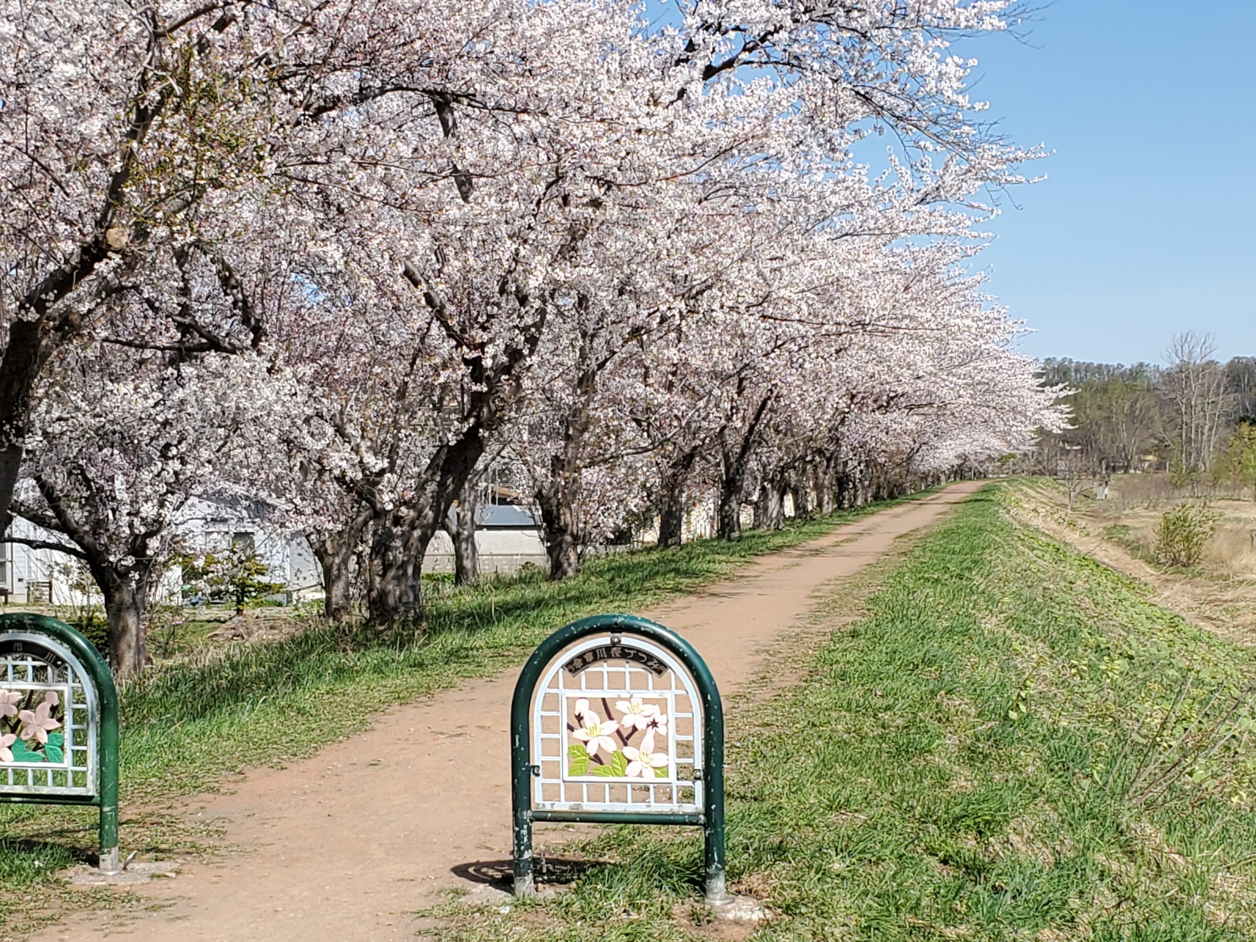 桜が満開の余市川の桜づつみの写真