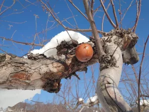 雪を被った枝に身を残す凍みりんご